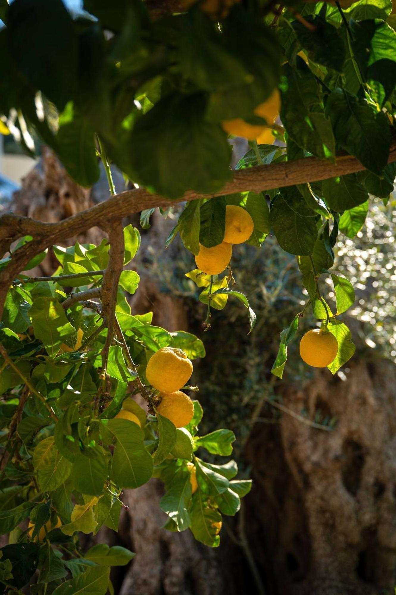 Physis Country House 2 Near Matala Beach & Faistos Kouses Exterior photo